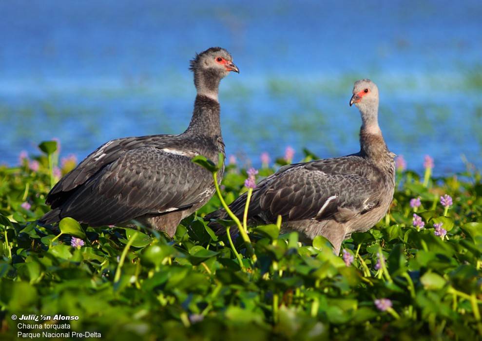 Laguna El Palmar: Un Santuario de Vida en el Corazón de Las Palmas
